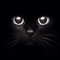 黒猫の末裔( ⁼̴̶̤̀ω⁼̴̶̤́ )