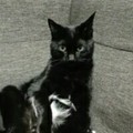 黒猫太郎 