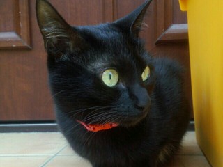 猫ブラックスペシャル
