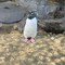 水族館のペンギンかわいい