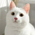ShiroMiaw
