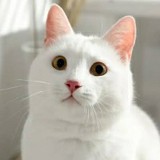 ShiroMiaw