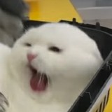 Ohagi