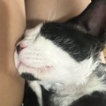 ピンクプラズマ